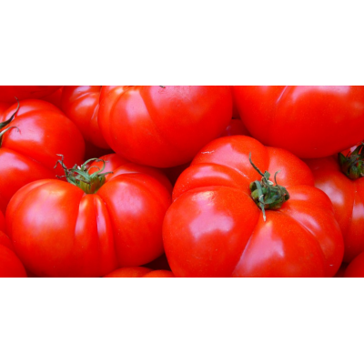 Tomate Costoluto Genovese, pot compostable 4 po